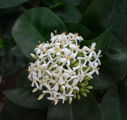  #较多#四季花开不停的龙船花，比绣球花好养，被人称作水绣球花