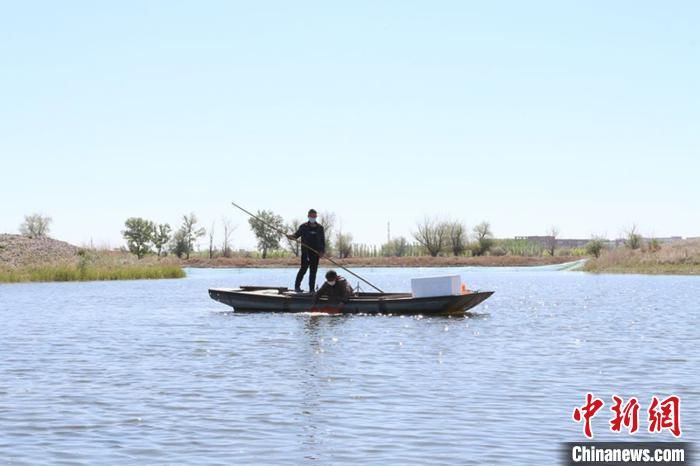 「长江水系中」3800万尾长江蟹幼苗新疆北部“安家”助养殖户增收