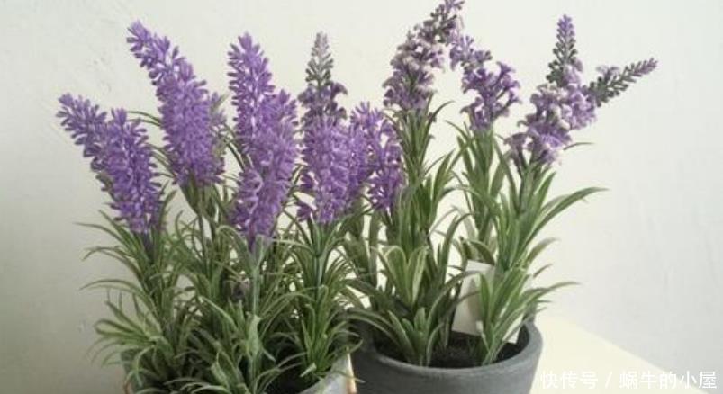  适合|夏天最适合养3种花，除烦解燥，关键蚊虫最怕它，安心睡觉不担心