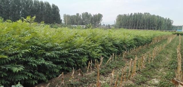 香椿现在市场上卖百元一斤，作为农民都不理解为什么卖这么贵