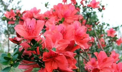 「燃起」余杭燃起“火烧云”,满山的杜鹃花美极了!