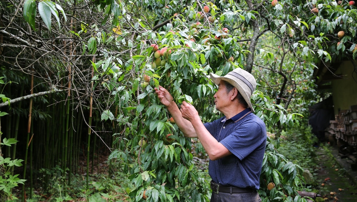 66岁老夫妻留守深山，陪86岁失明老妈，人勤物丰日子越过越好