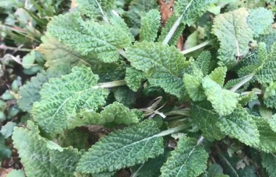 农村长满疙瘩的野草，20年前用来煎鸡蛋，如今数量少很难挖到了