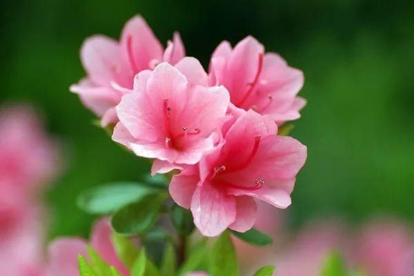  大名花之首：【欣赏】 中国十大名花，第一名意料之中
