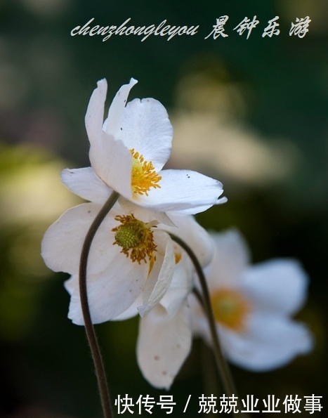  [银莲花]小小银莲花，洁白无瑕，颇具仙气