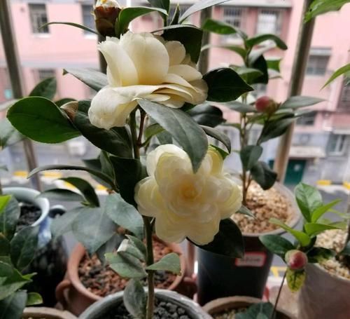  [家里]家里喜欢养花，这4款小花，四季开花不断，花苞满枝头，色彩和谐