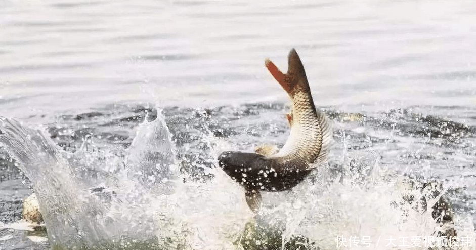 黄河之水那么浑浊，却有大量的鲤鱼生存原因很简单
