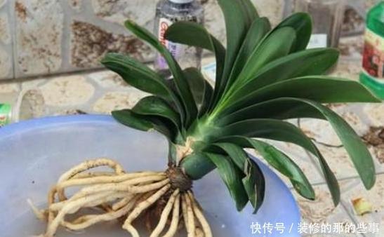 轻松|君子兰烂根怎么办?学会这种“操作”方法,轻松救活花开爆盆