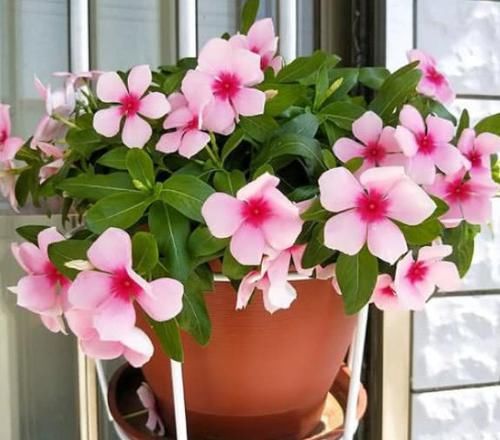  『花期』春季最火的“3种花”，好养又漂亮，花期长、花量大，阳台变花海