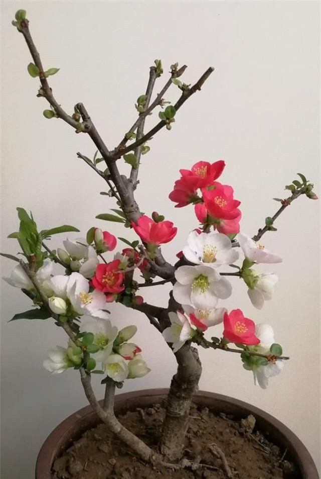 『我国』此花我国独有,花色艳丽却无花香,但从古自今都受人喜爱