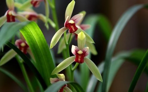  『栀子花』此7种花比百合都要香好多，还易爆盆，养在阳台瞬间变”花海“