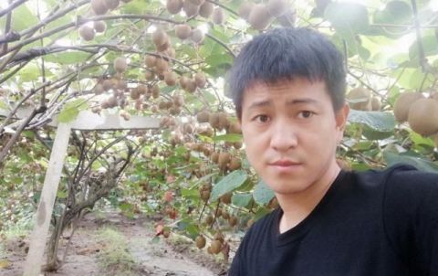  #猕猴桃#曾经是秦岭山脉里的野果子，现在是关中道农民的金蛋蛋