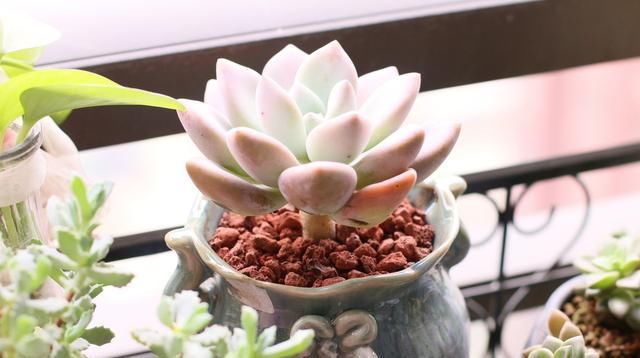  「快速」多肉植物服盆有2个“特点”，发现马上改变养护，快速长大长肥