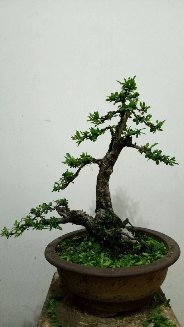 『悬崖枝条』深夜放福利,分享一些小叶鼠李精品盆景,睡不着就来赏盆景