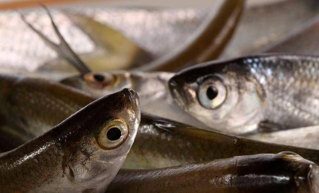  「白条」野外捕捞白条应注意的十点