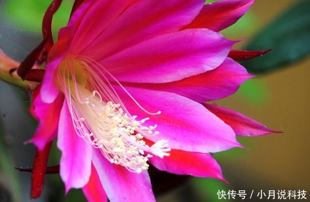  [花盆]3种花是“爆盆机器”，开花溢出花盆，满屋都是花香味，四季开花
