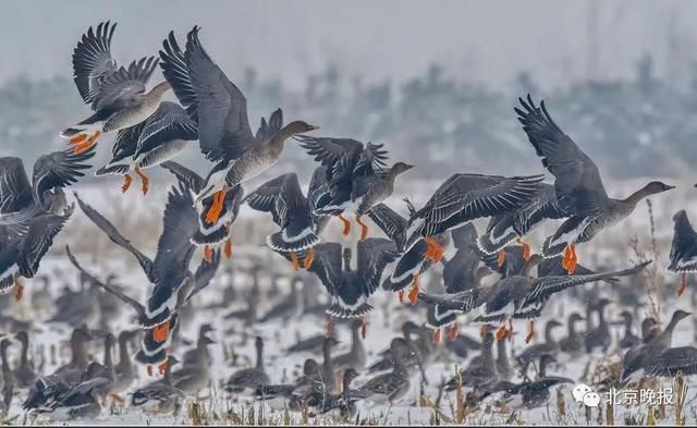  天堂|上万只候鸟赶来，北京密云水库成“鸟的天堂”，你能认出几种？