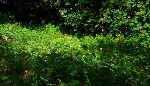 【常见】有一种莲花,不需要水,一年四季都开花,花香色艳,绿化带常见