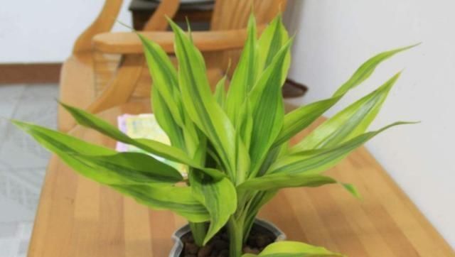  #枝叶茂盛#这3种植物，放在客厅上档次，采光不好照旧茁壮成长，枝叶茂盛