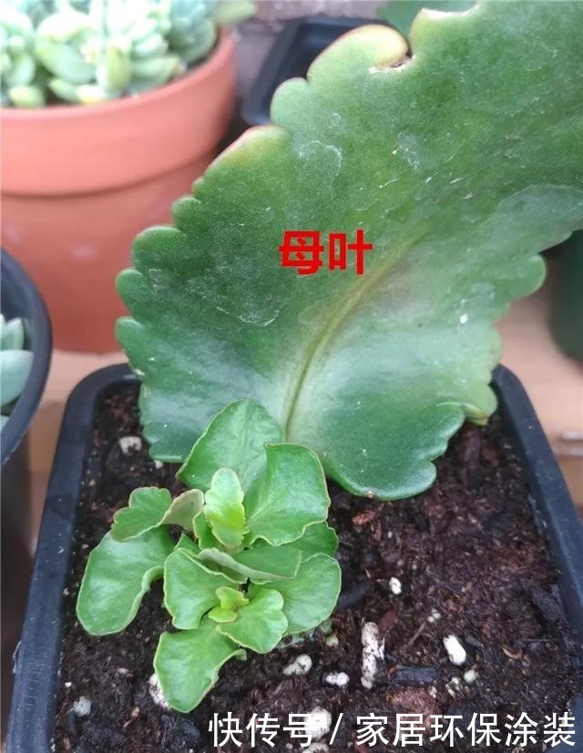  #长寿花#养花技巧：这5种花不用买了，蹭掉的叶子塞盆里，立马又冒一大盆