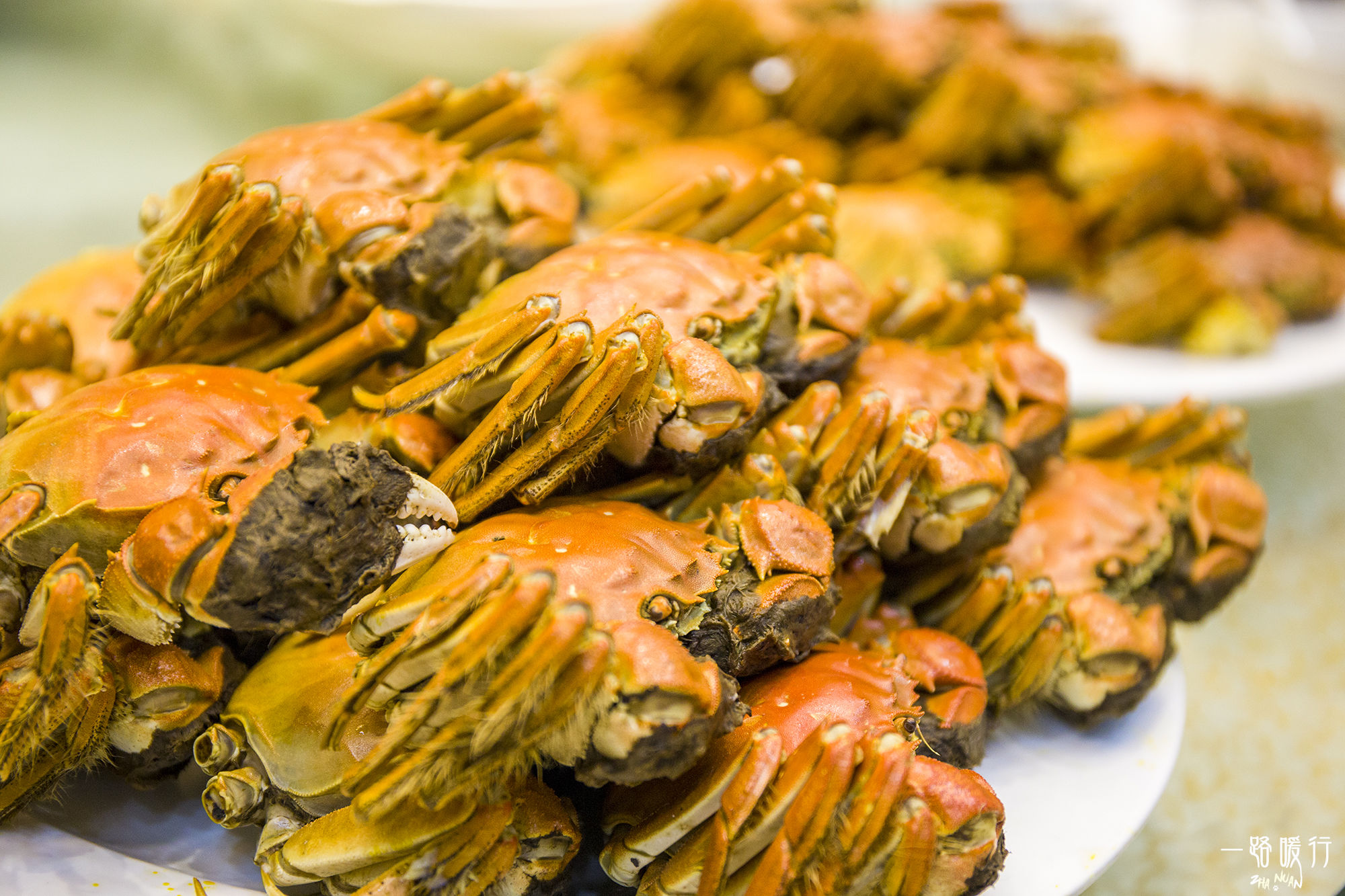 东营丨走过沧海桑田，终是在芦花飞雪的秋日遇见你