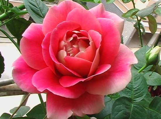  [花香]养花养个好看的，不怕热花开不断，丢在阳台变瀑布，花香沁人心扉