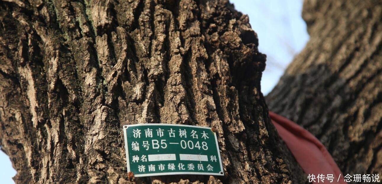 中国最牛的树, 全世界仅剩下一棵活株, 就在山东济南