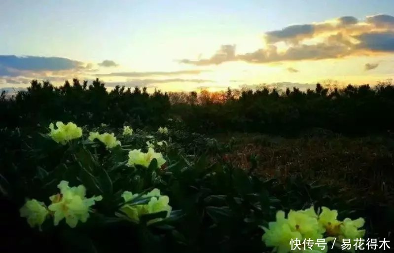  杜鹃@国家Ⅱ级珍稀濒危物种|东北地区特有的牛皮杜鹃