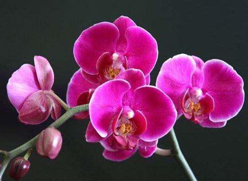 美爆@想要花花爆满盆吗?那么养这些花朵,超好养,一盆变多盆,美爆了