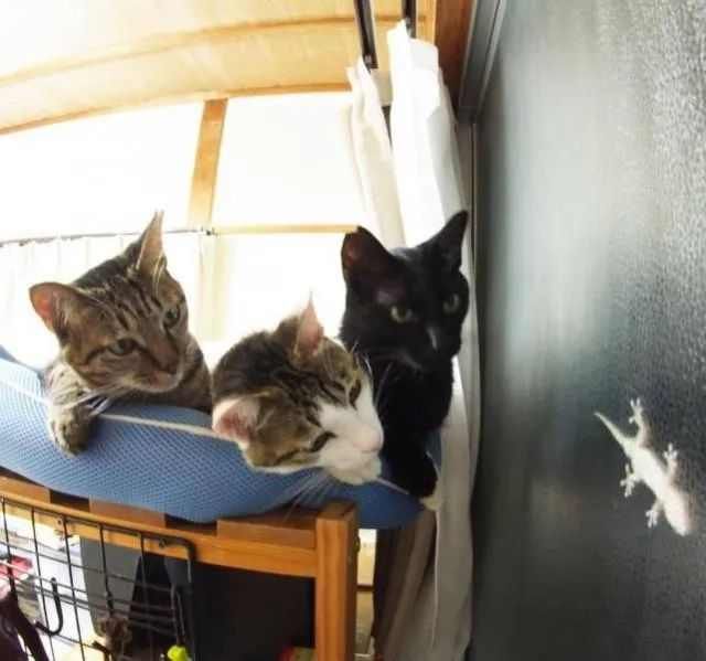  『猫咪』萌宠：多手多脚铲屎官，害得猫咪把船翻！