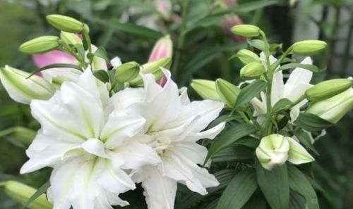 【财运】3种富贵花,开花漂亮,福运财运喜运来,懂花的人都在养