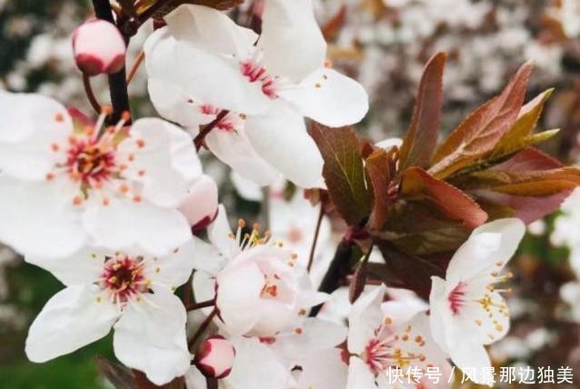 全球最大的樱花基地,不在日本在中国,盛开之际足以惊艳全世界