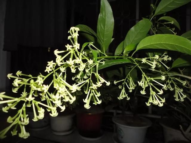  #提神醒脑#驱蚊 | 18种除虫香草，杀菌驱蚊虫，叶子还能炒菜吃