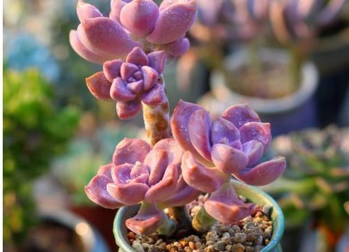  「花草」养多肉紫乐 ，这“3怕”定要躲避，现在改正，上色简单爆头快