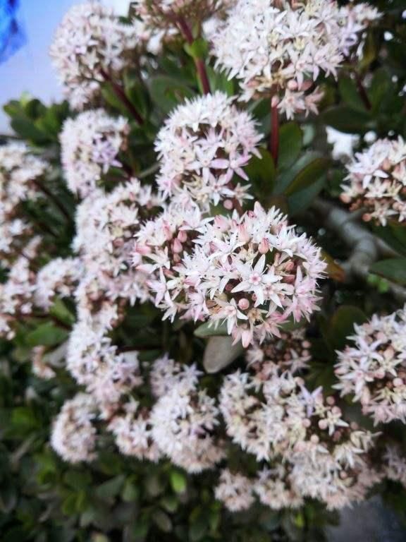 『养分』没想到玉树也能开花,茂盛小花倍感珍惜,学会技巧就能年年赏!