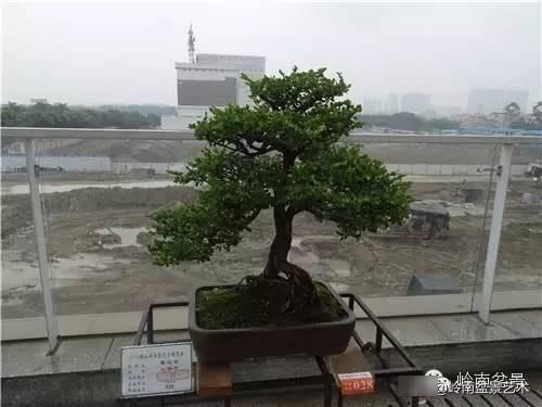 『作品』岭南珍品——山格木盆景