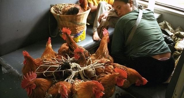  「票价」遵义到重庆2元绿皮火车，鸡鸭猪都能带上去，仅2名乘客也没停运