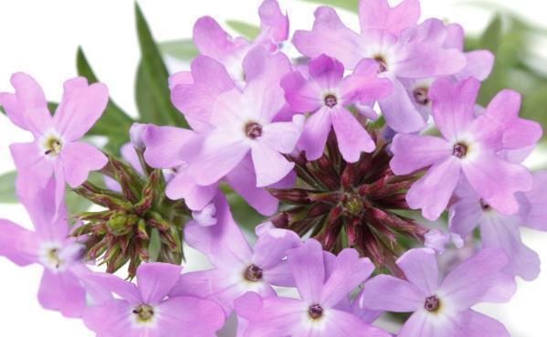 寓意|五月花海,长势喜人的马鞭草开了,竟没想到还有这么好的寓意