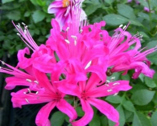  「最简单」到底是彼岸花还是娜丽花？开花爆盆还傻傻分不清，老司机一招区别