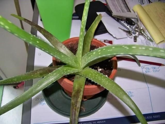 『叶子低垂最常见』盆栽的芦荟叶子低垂下来，很有可能是这几种原因