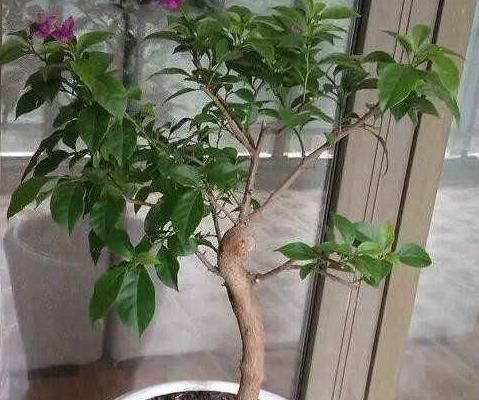  『三角梅』养盆三角梅，先养“壮汉身”，再开花就爆盆