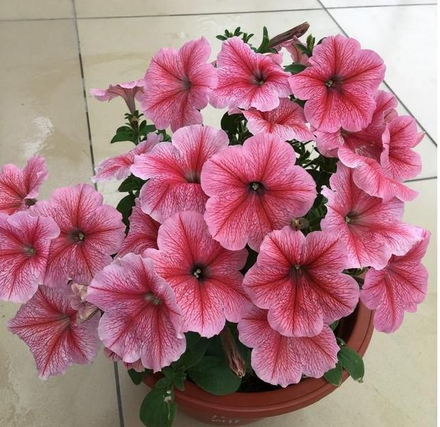  『盆栽』最会开花的盆栽，周年开花不停，香气四溢，栽培容易，阳台也能养