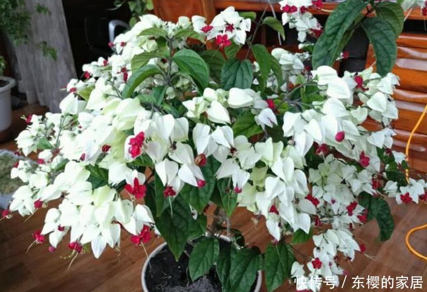 #适合#最适合新手养的4种花,一年四季花开不停,花开枝繁叶茂