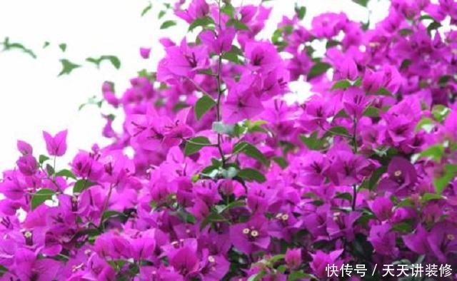 『三角梅』三角梅养护,有3个“绝招”,能让它花开朵朵超美观,不懂赶紧学