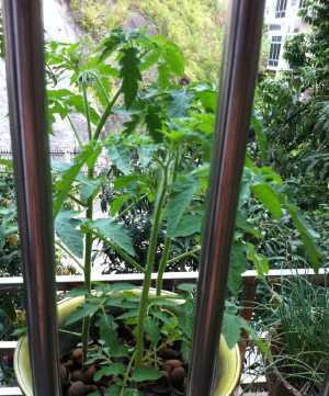 「种子」家里种这5种菜,撒点种子蹭蹭长,养眼又好吃,一盆就能收获多多