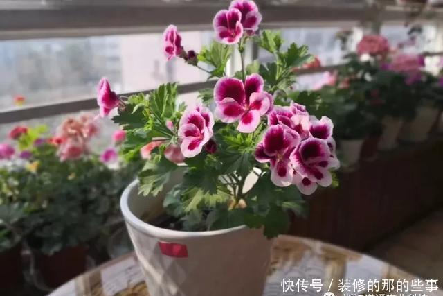 扦插|天竺葵扦插难、成活率低?注意这几点,生根快开花又大又艳