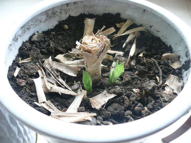  讲讲：观叶植物也门铁你知道多少也门铁怎么扦插繁殖讲讲土培和水培