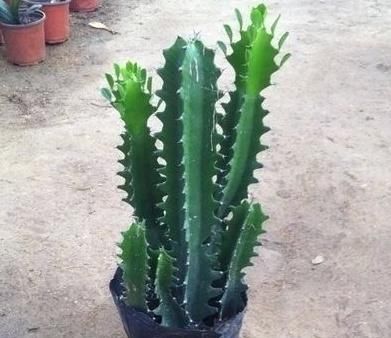  『全家』“甲醇、甲醛”怕2种植物，家里养一盆，呼吸舒畅，全家都健康