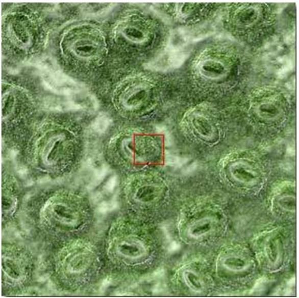 一沙一世界,沙子放大300倍就是宝石,树叶放大