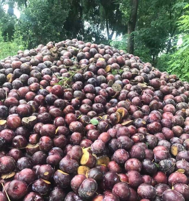 陕西李子滞销，7毛一斤无人收，城里人抱怨吃不起，这是为啥